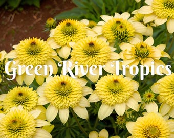 50 Butter Peacan Coneflower Seeds Echinacea Perennial Bloom Flower Seed Garden Landscape Butterfly Hummingbird Bees Flowers US SELLER