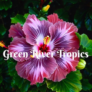 20 Silver Pink Purple Hibiscus Seeds Flower Flowers Seed Perennial Hardy Garden Bloom Tropical Fresh Seeds Shrub Tree US SELLER