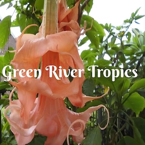 10 Triple Flameng Angel Trumpet Seeds Flowers Seed Flower Brugmansia Datura Perennial Bloom Seed Garden Butterfly Hummingbird Bees US SELLER