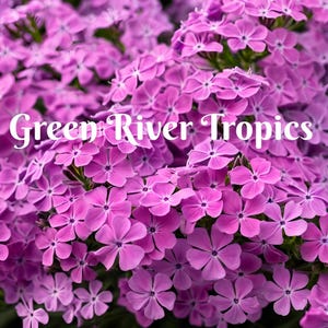 May include: A close-up of a cluster of vibrant pink flowers. The flowers are densely packed together, creating a lush and colorful display. The text "Green River Tropics" is superimposed on the image.
