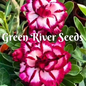 4 Magenta Cherry Desert Rose Seeds Plants Flower Perennial Flowers Bloom Fresh Seed Adenium Obesum Tropical  Bonsai Succulent US SELLER
