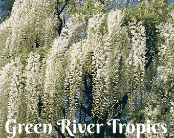 Wisteria Floribunda Shiro Noda (longissima Alba) 12-15 Inches Tall Grafted  Plant - Etsy