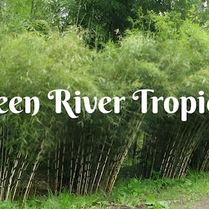 May include: A dense grove of green bamboo plants with the text "Green River Tropics" in white lettering.