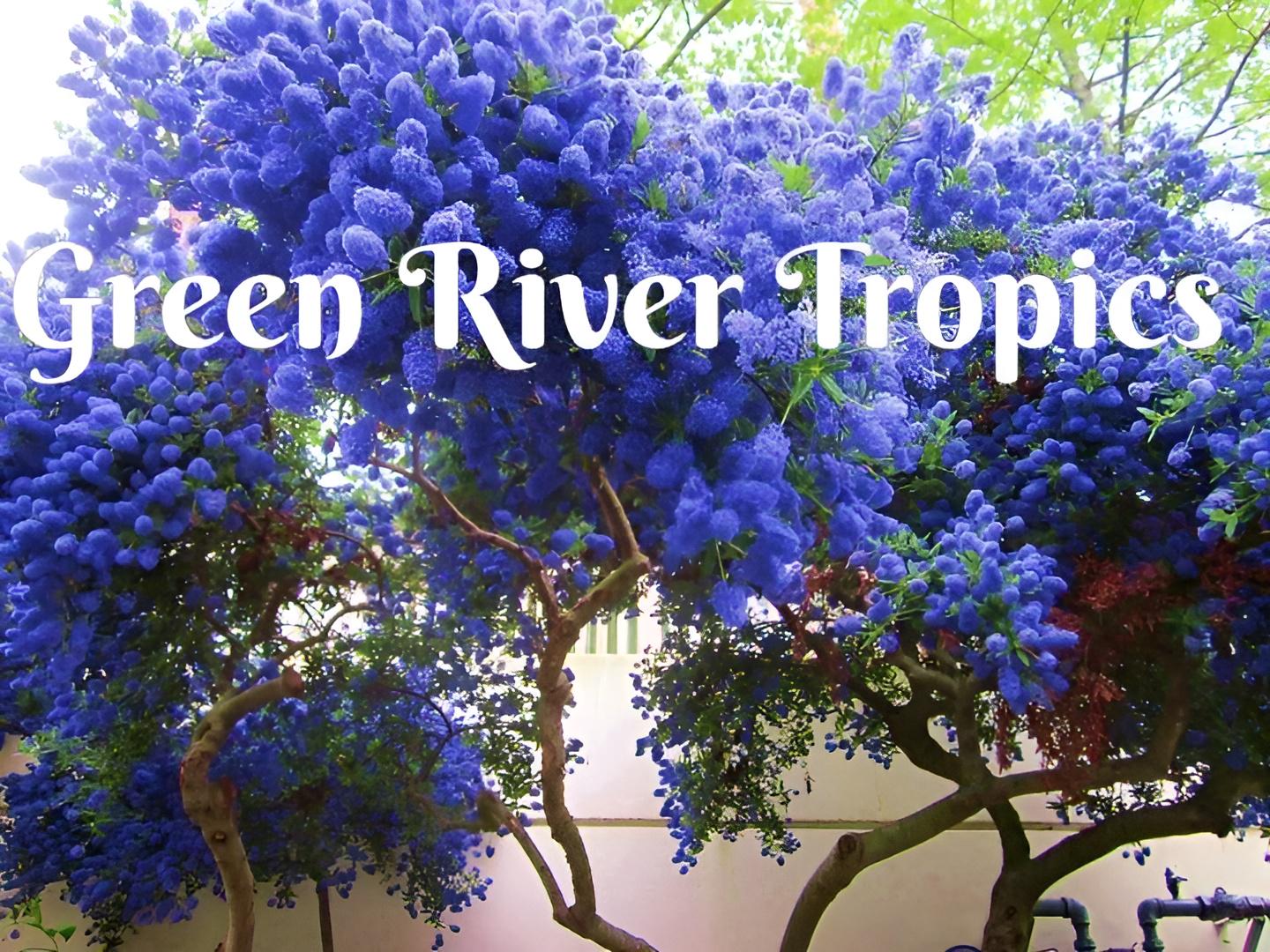 50 California Lilac Seeds Tree Fragrant Flowers Perennial Bloom Flowering Seed Cut Plant Flower Hardy Shrub US Seller
