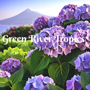 May include: A close-up of a bush of purple hydrangeas in bloom. The flowers are in full bloom and have a soft, delicate appearance. The bush is surrounded by green leaves. The text "Green River Tropics" is visible in the foreground.