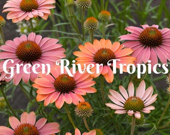 50 Butterfly Rainbow Coneflower Seeds Echinacea Perennial Bloom Flower Seed Garden Landscape Butterfly Hummingbird Bees Flowers US SELLER