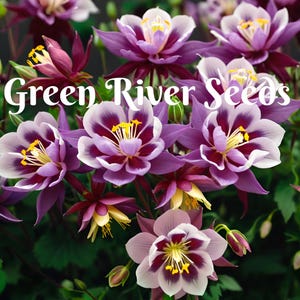 50 Double Maroon White Columbine Seeds Flower Perennial Flowers Seed Bloom Pollinator Butterfly Bee Hummingbird Hardy US SELLER