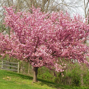 5 Pink Flowering Cherry Tree Seeds Flowers Japanese Ornamental Garden Seed Flower Perennial Prunus US SELLER