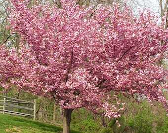 5 Pink Flowering Cherry Tree Seeds Flowers Japanese Ornamental Garden Seed Flower Perennial Prunus US SELLER