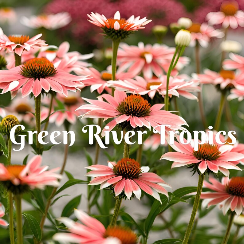 Green River Playful Meadows Coneflower Seeds - Thumbnail 3