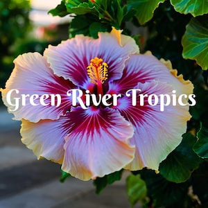 20 Purple Yellow Pink Hibiscus Seeds Flower Flowers Seed Perennial Hardy Garden Bloom Tropical Fresh Seeds Shrub Tree US SELLER