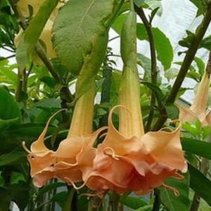 10 Angels Honeymoon Angel Trumpet Seeds Flowers Seed Flower Brugmansia Datura Perennial Bloom Seed Garden Butterfly Hummingbird Bees US SELL