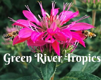 100 Electric Neon Pink Bee Balm Seeds Flowers Seed Bloom Attracts Butterflies & Bees Hummingbird Flower Seeds Fragrant Pollinators US SELLER