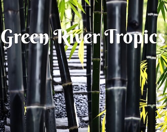 50 Timor Black Bamboo Seeds Privacy Climbing Garden Seed Perennial Privacy Screen Bamboos Shoot Landscape Fast Growing Ornamental US SELLER
