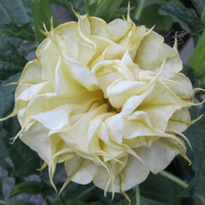 10 Double Lemon Angel Trumpet Seeds Flowers Seed Flower Brugmansia Datura Perennial Bloom Seed Garden Butterfly Hummingbird US SELLER
