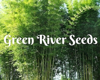50 Bambusa Oldhamii Bamboo Seeds Privacy Climbing Garden Seed Perennial Privacy Bamboos Shoots Landscape Fast Growing Ornamental US SELLER