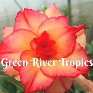 May include: A close-up of a single, large, orange and red flower with a ruffled edge. The flower is in focus, and the background is blurred. The text "Green River Tropics" is visible at the bottom of the image.