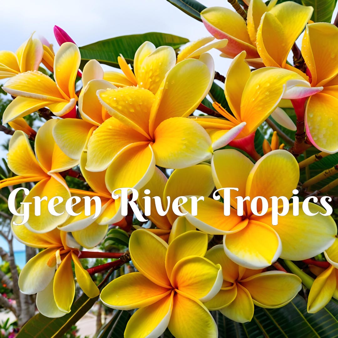 5 Blue & Yellow Plumeria Seeds - Perennial Flower Seeds, Easy Grow, Indoor/Outdoor, US Seller