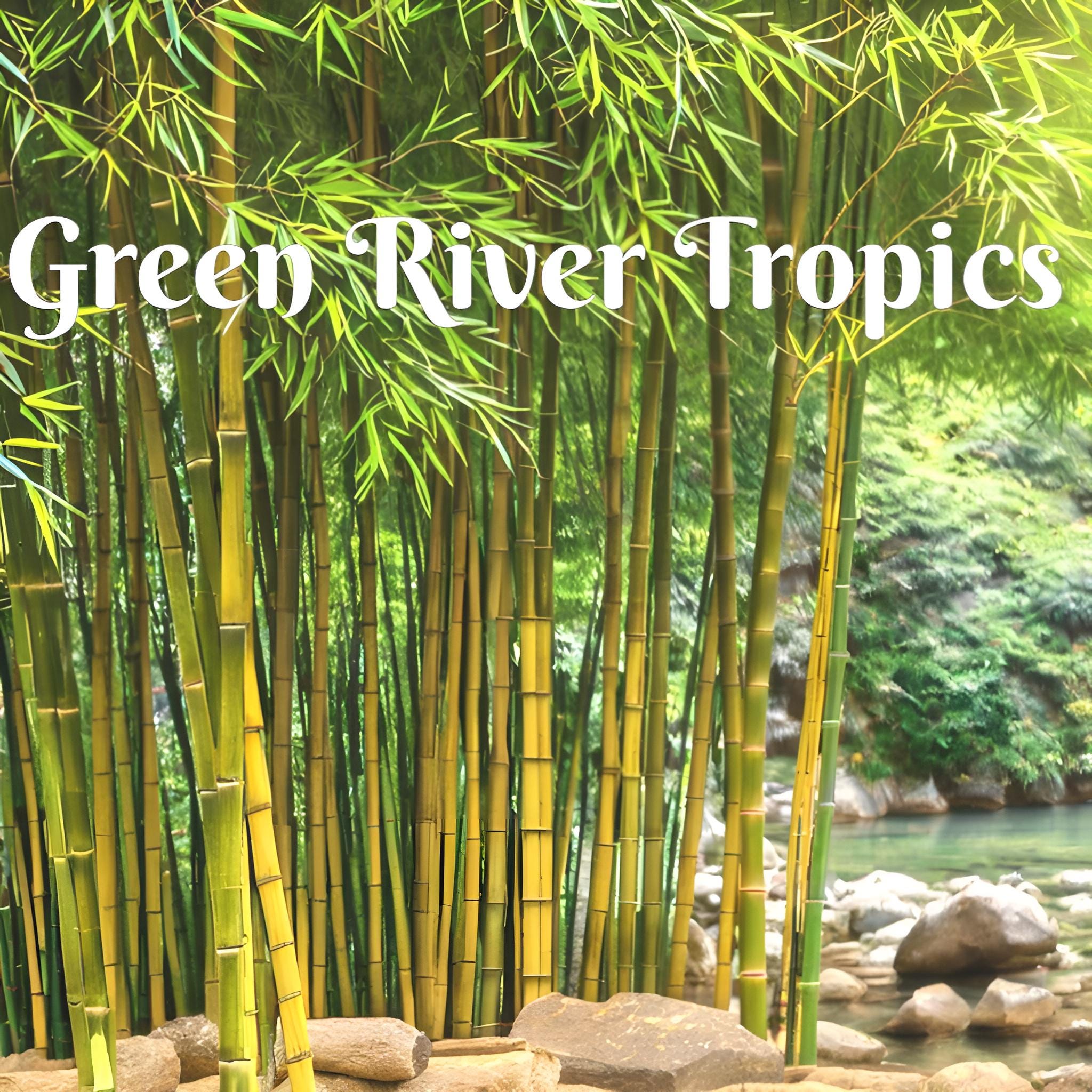 ばんぶう 50 Yellow Groove Bamboo Seeds Privacy Climbing Garden Seed