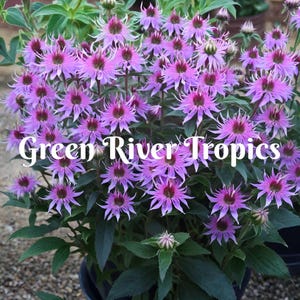 100 Blue Moon Bee Balm Seeds Flowers Seed Bloom Attracts Butterflies & Bees Hummingbird Flower Seeds Fragrant Pollinators US SELLER