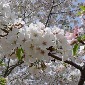 5 Snowgoose Flowering Cherry Tree Seeds Flowering Japanese Ornamental Garden Seed Flower Perennial Prunus Flowers