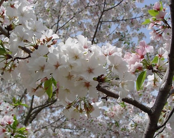 5 Snowgoose Flowering Cherry Tree Seeds Flowering Japanese Ornamental Garden Seed Flower Perennial Prunus Flowers