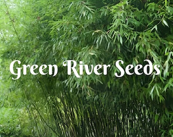 50 Bissetti Bamboo Seeds Privacy Climbing Garden Seed Perennial Privacy Screen Bamboos Seed Shoots Landscape US SELLER