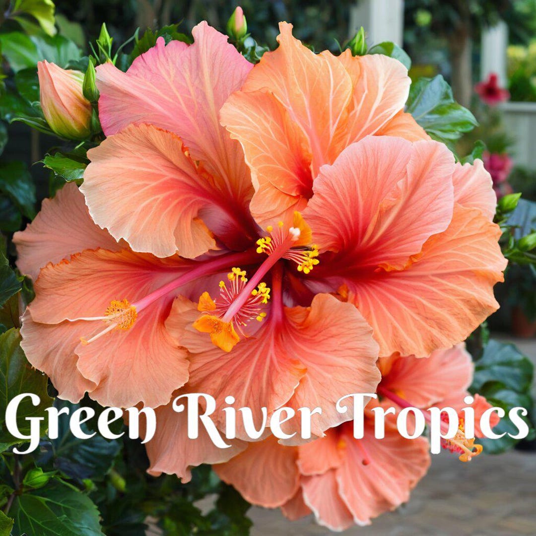 thumbnail image 2 of 20 Pink/Orange Hibiscus Flower Seeds – Exotic Perennial Bush – USA Seller 2 of 6