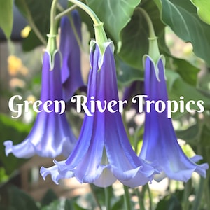 10 Blue Angel Trumpet Seeds Flowers Seed Flower Brugmansia Datura Perennial Bloom Seed Garden Butterfly Hummingbird US SELLER