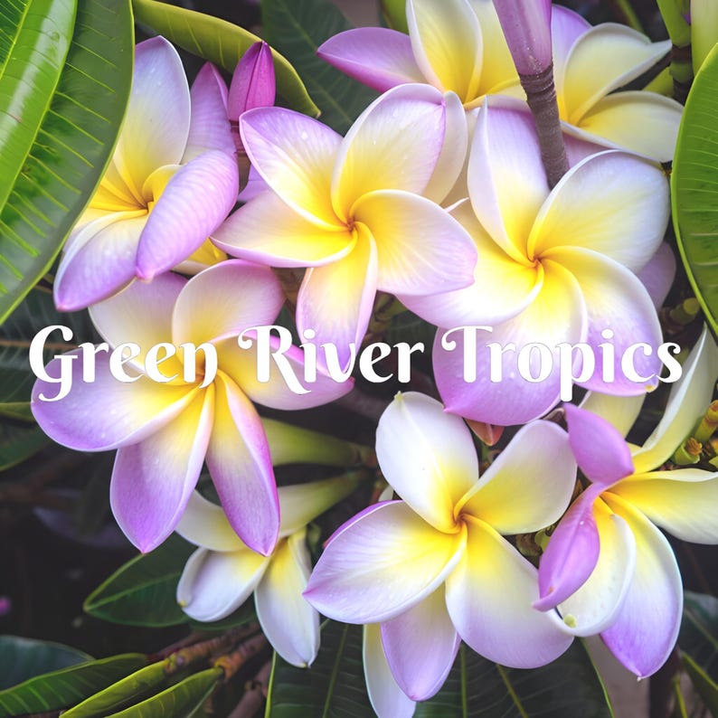 5 Brght Pnk Yellow Plumera Seeds Plants Flower Perennal Flowers Bloom Fresh Seed Flowers