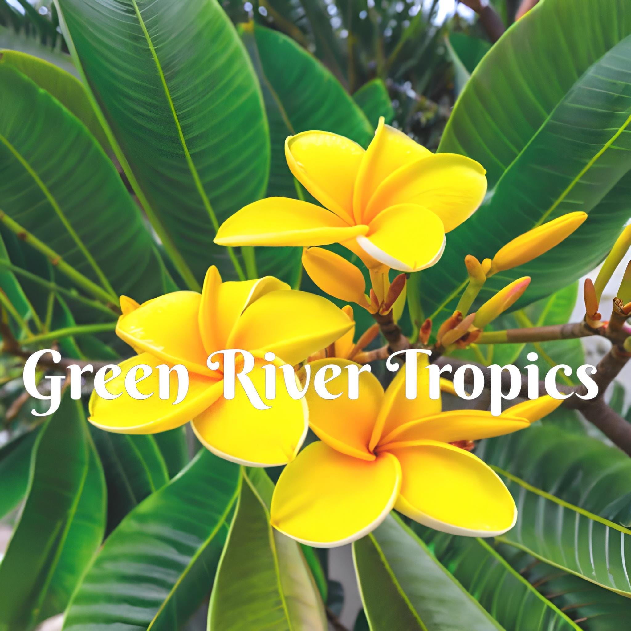 5 Blue & Yellow Plumeria Seeds – Perennial Flower Seeds, Easy Grow (US Seller)