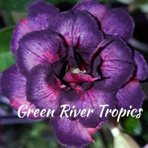 4 Dark Purple Pink Desert Rose Seeds Plants Flower Perennial Flowers Fresh Seed Adenium Obesum Tropical Exotic Bonsai Succulent US SELLER