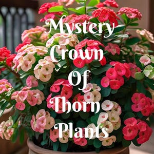 2 mystery Crown Of Thorns Plant Euphorbia Milii Starter Plants Well Rooted Perennial Flower Flowers Succulent Cactus Thai House Plant.