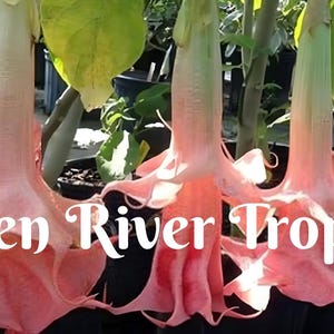 10 Pink Perfect Angel Trumpet Seeds Flowers Seed Flower Brugmansia Datura Perennial Bloom Seed Garden Butterfly Hummingbird
