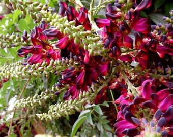 5 Red Wisteria Seeds Vine Tree Fast Climber Flower Hardy Perennial Flower Seed Butterfly Hummingbird Bees Flowers US SELLER