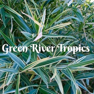 May include: Close-up of a green and white striped bamboo plant. The plant has long, narrow leaves with a light green stripe down the center. The plant is called "Green River Tropics".