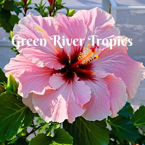 20 Light Pink Hibiscus Seeds Flower Flowers Seed Perennial Hardy Garden Bloom Tropical Fresh Seeds Shrub Tree US SELLER