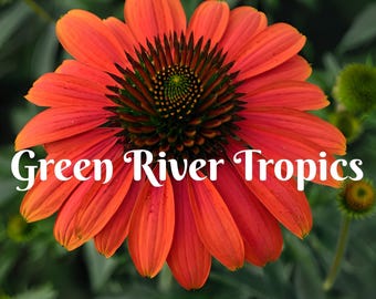 50 Hot Coral Coneflower Seeds Echinacea Perennial Bloom Flower Seed Garden Landscape Butterfly Hummingbird Bees Flowers US SELLER