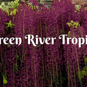 May include: A close-up of a wall covered in purple wisteria flowers. The text "Green River Tropics" is written in white letters across the center of the image.