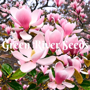 5 Light Pink White Magnolia Seeds LILY FLOWER TREE Fragrant Flowers Tulip Giant Seed Perennial  Ornamental Garden Flowering