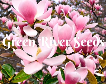 5 Light Pink White Magnolia Seeds LILY FLOWER TREE Fragrant Flowers Tulip Giant Seed Perennial  Ornamental Garden Flowering