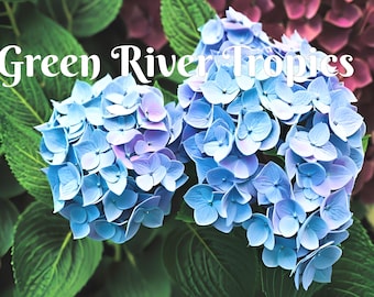 5 Blue Hydrangea Seeds Perennial Garden Shrub Flowers Flower Plants Flower Perennial Flowers Bloom Fresh Seed US SELLER