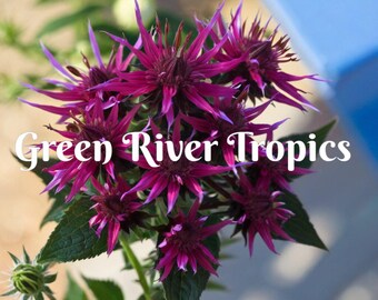 100 Panorama Bee Balm Seeds Flowers Seed Bloom Attracts Butterflies & Bees Hummingbird Flower Seeds Fragrant Pollinators US SELLER