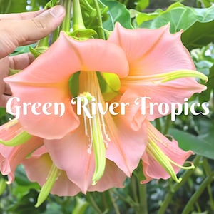 10 DBL Yellow Orange Angel Trumpet Seeds Flowers Seed Flower Brugmansia Datura Perennial Bloom Seed Garden Butterfly Hummingbird US SELLER