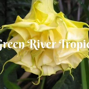10 Triple Yellow Angel Trumpet Seeds Flowers Seed Flower Brugmansia Datura Perennial Bloom Seed Garden Butterfly Hummingbird Bees US SELLER