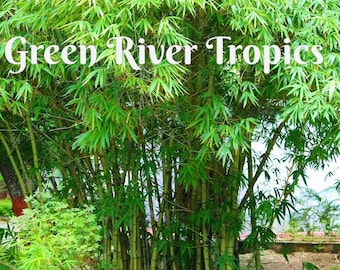 50 Graceful Bamboo Seeds Privacy Climbing Garden Seed Perennial Bamboos Shoot Landscape Fast Growing Ornamental US SELLER