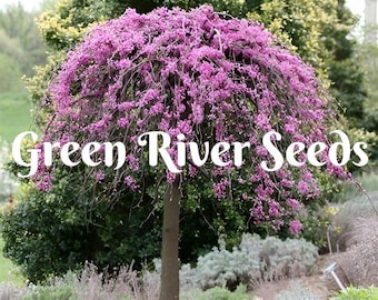 5 Weeping Purple Cherry Tree Seeds Flowering Japanese Ornamental Garden Seed Flower Perennial Prunus Flowers