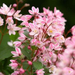 5 Deutzia Flowering Cherry Tree Seeds Flowers Japanese Ornamental Garden Seed Flower Perennial Prunus US SELLER