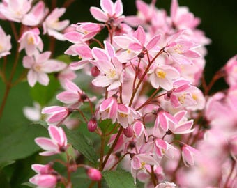5 Deutzia Flowering Cherry Tree Seeds Flowers Japanese Ornamental Garden Seed Flower Perennial Prunus US SELLER