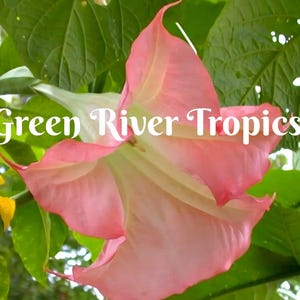 10 Sunset Angel Trumpet Seeds Flowers Seed Flower Brugmansia Datura Perennial Bloom Seed Garden Butterfly Hummingbird